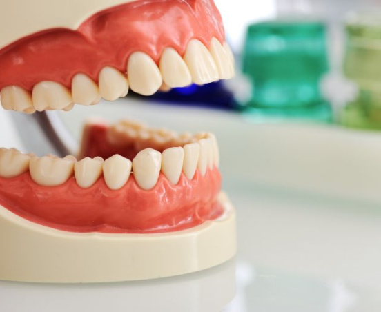 Zęby trzonowe – które to są?