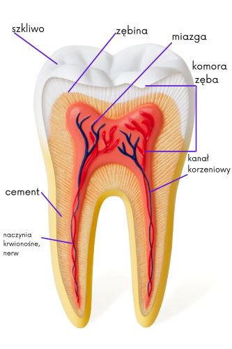 Budowa zęba - schemat