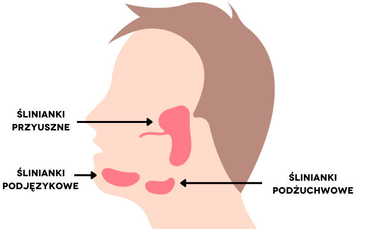Gdzie znajdują się ślinianki?