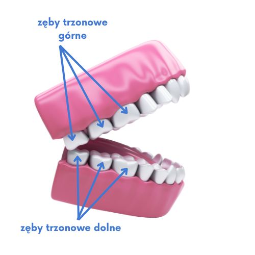 Zęby trzonowe